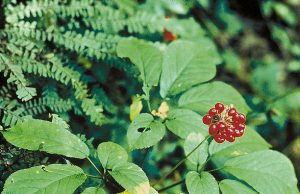 Ginseng per dimagrire funziona veramente o no