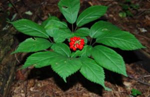 Ginseng per il controllo della glicemia